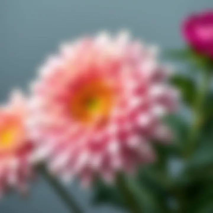 Close-up of a blooming chrysanthemum