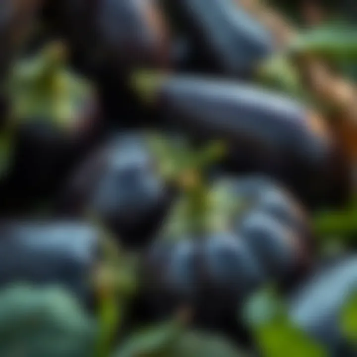Close-up of fresh eggplants harvested in the fall