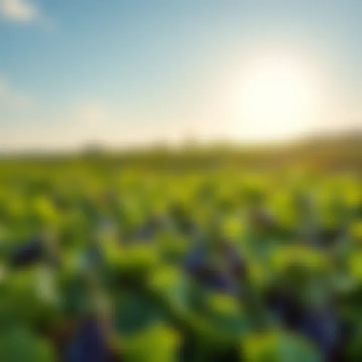 A picturesque landscape showcasing eggplant fields under sunny skies