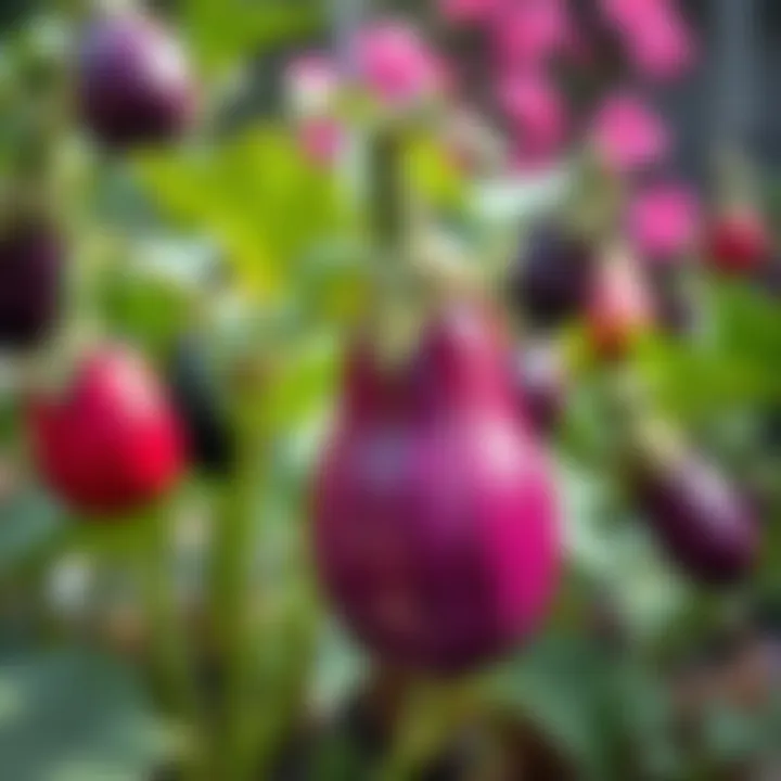 Vibrant eggplant plants flourishing in a garden during summer