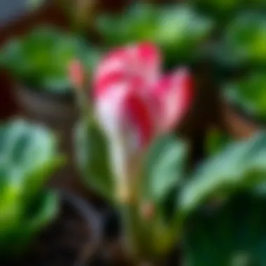 A checklist for maintaining healthy plants