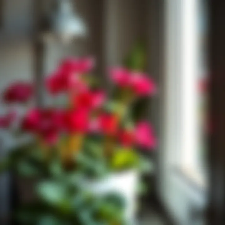 A bright, well-lit space for plant growth