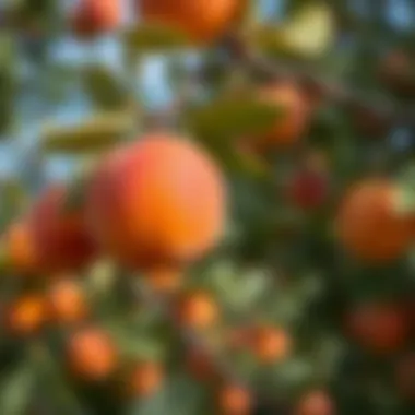 Fruits ripening on an apricot tree