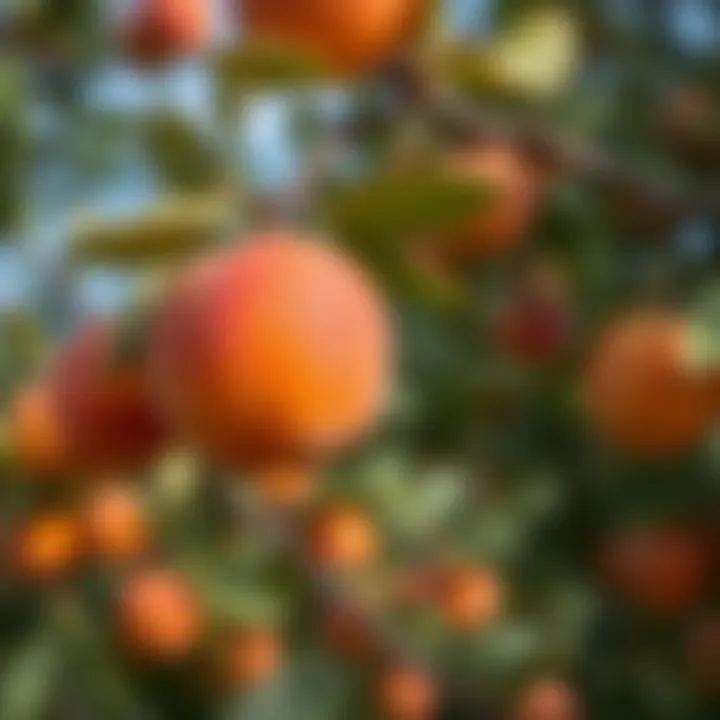 Fruits ripening on an apricot tree