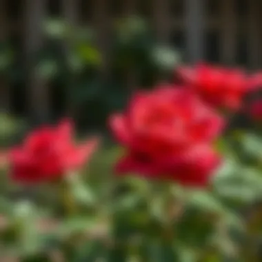 Care routine for growing roses