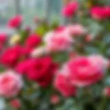 Selection of various rose plants