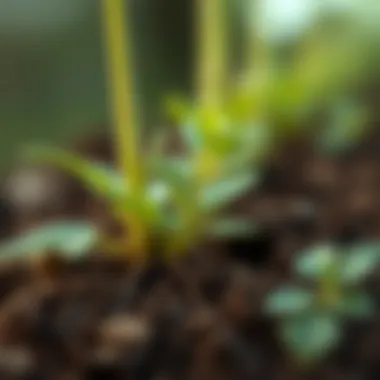 Close-up of sapling roots in soil