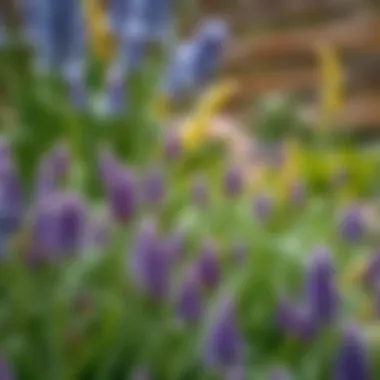 A serene garden scene featuring an array of purple flowers