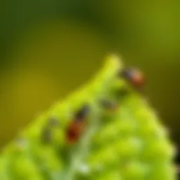 Close-up view of tiny insects on a leaf