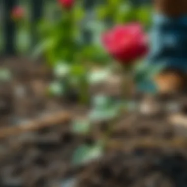 Preparing soil for planting roses