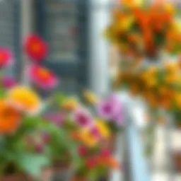 Vibrant sun-loving balcony flowers in full bloom