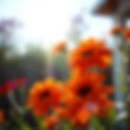 Vibrant garden flowers basking in sunlight