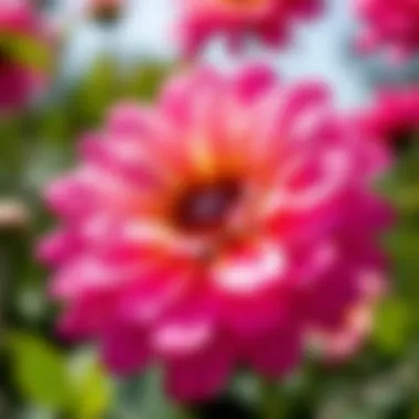Close-up of a sun-loving flower showcasing its petals and colors