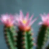 Stunning close-up of a blooming snake cactus flower