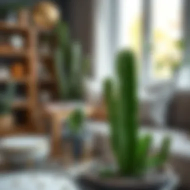 Lush green snake cactus in a stylish home setting