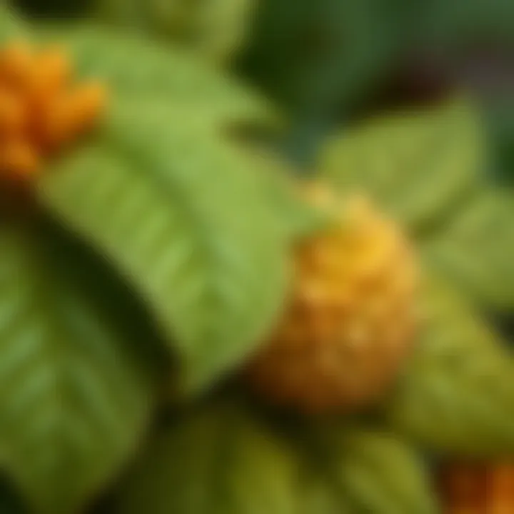 Detailed View of Yuka Leaves Close-up of Yuka flower leaves highlighting texture and color