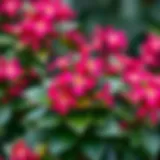 A lush Yuka flower plant showcasing its vibrant leaves